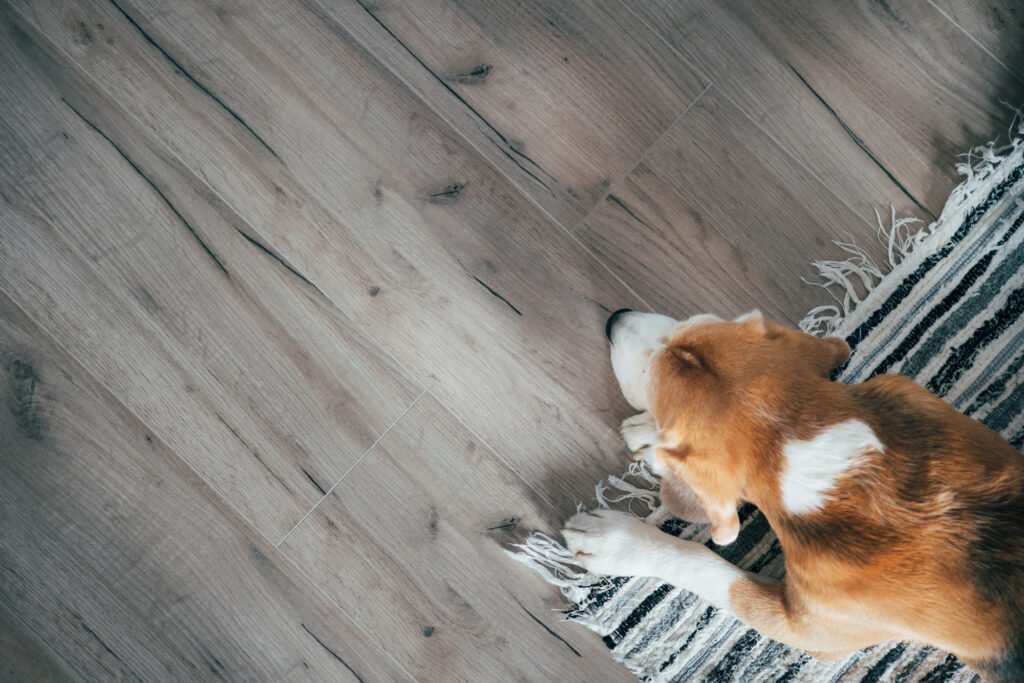 Pet Friendly Laminate Flooring by Carpets of Dalton in Dalton Georgia