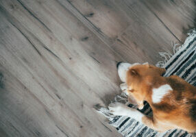 Pet Friendly Laminate Flooring by Carpets of Dalton in Dalton Georgia